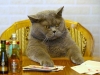 Funny Pictures Of Cats