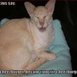 cat-meme-confucius